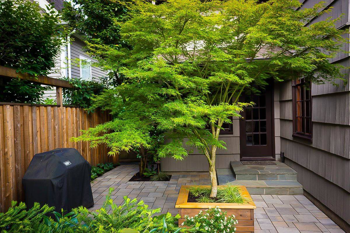 Japanese Maple Garden