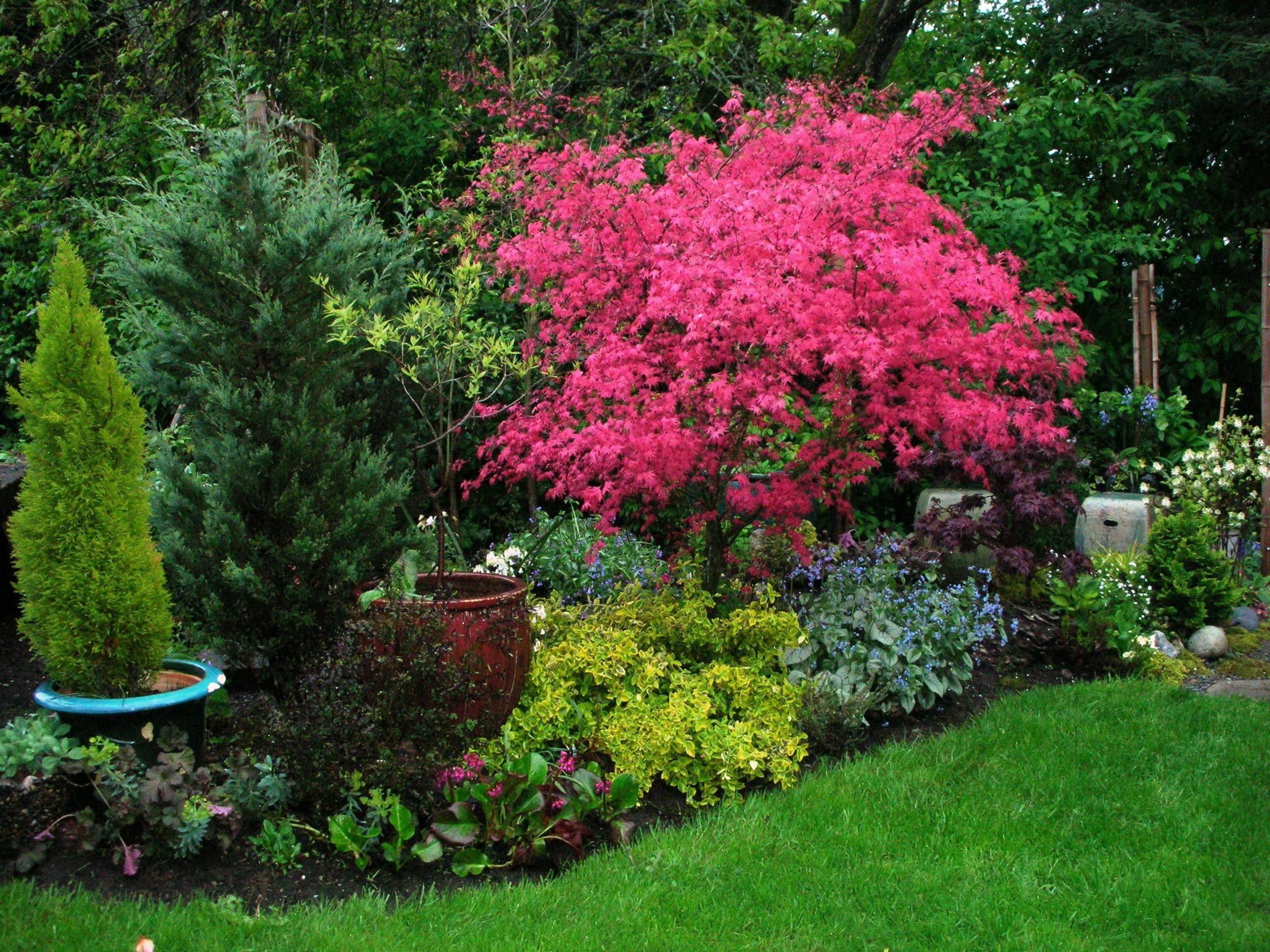 Acer Japonicum Aconitifolium Late Fall Japanese Maple Tree