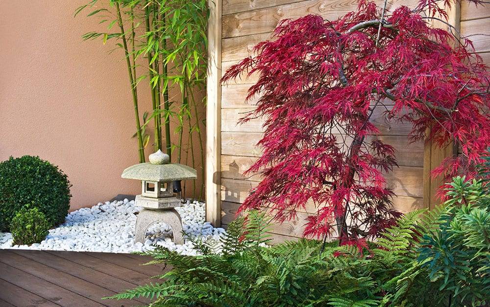Containerplanted Japanese Maple