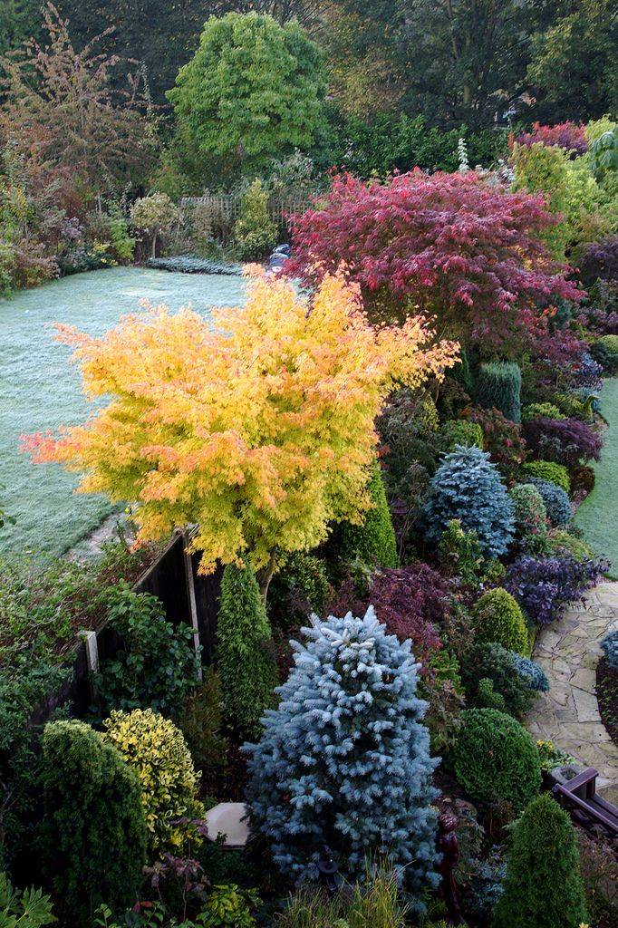 Japanese Maple Garden