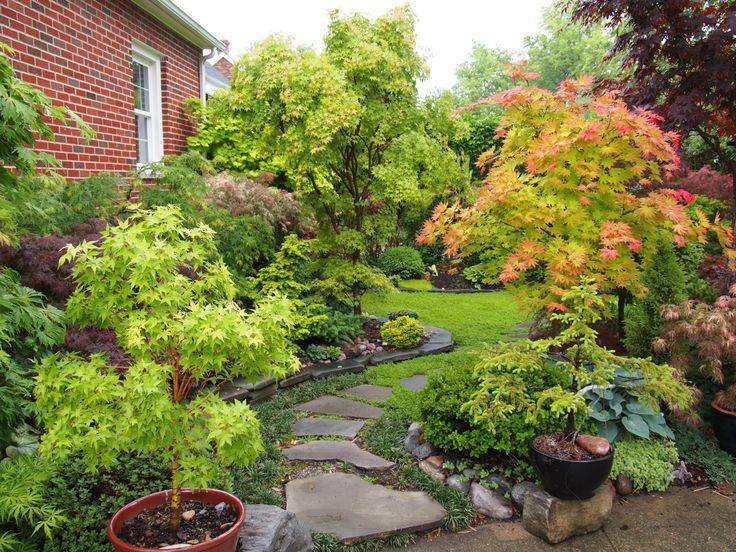 Japanese Maple Garden