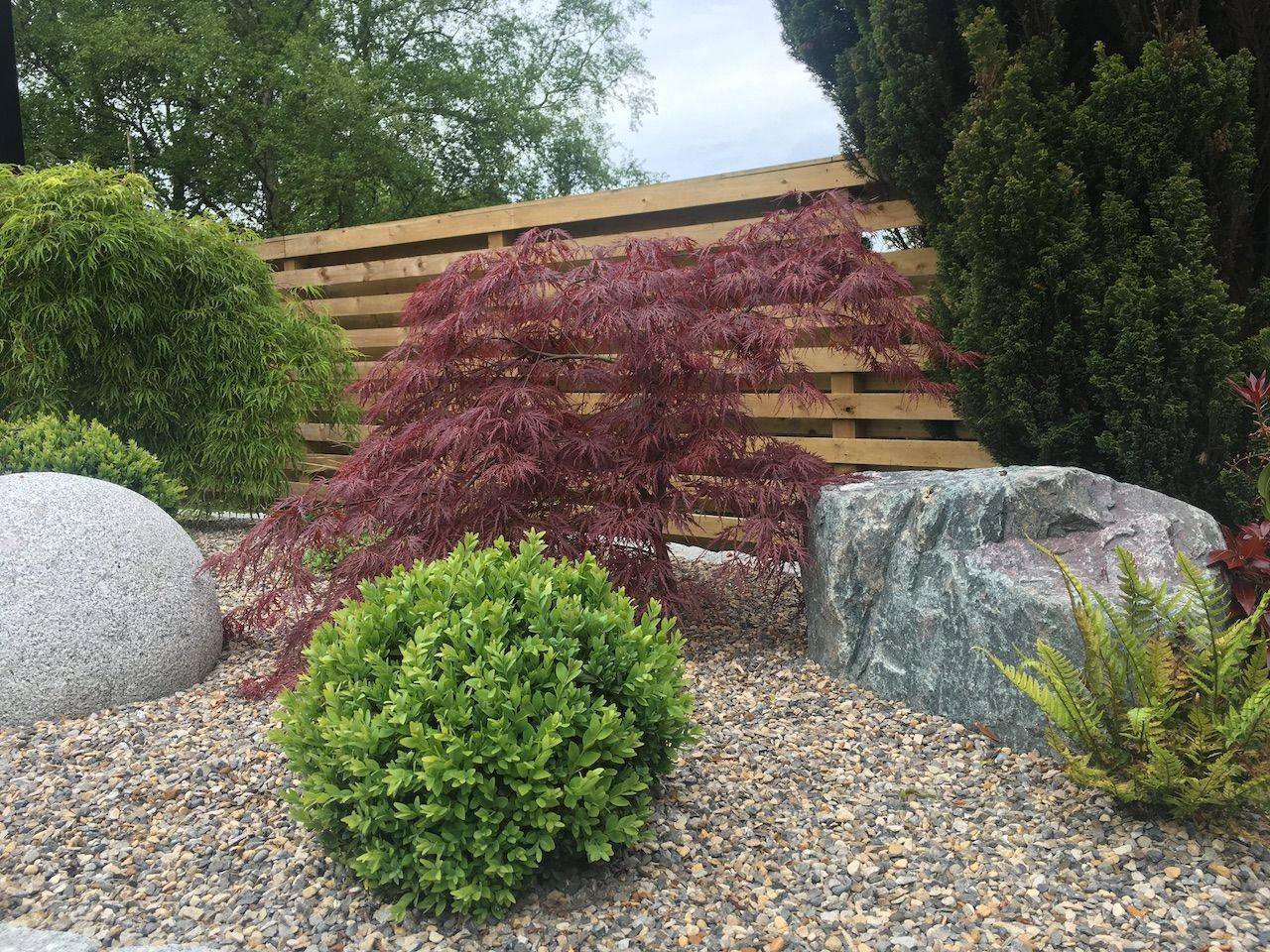 Japanese Maple Acer Palmatum