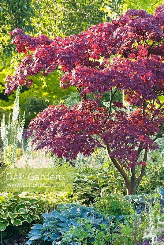 Japanese Maple