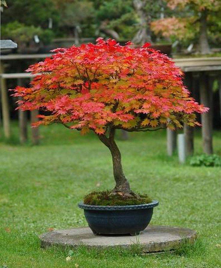 Seiryu Japanese Maple Japanese Maple Tree