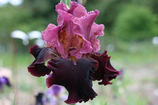 Medici Villa Castello