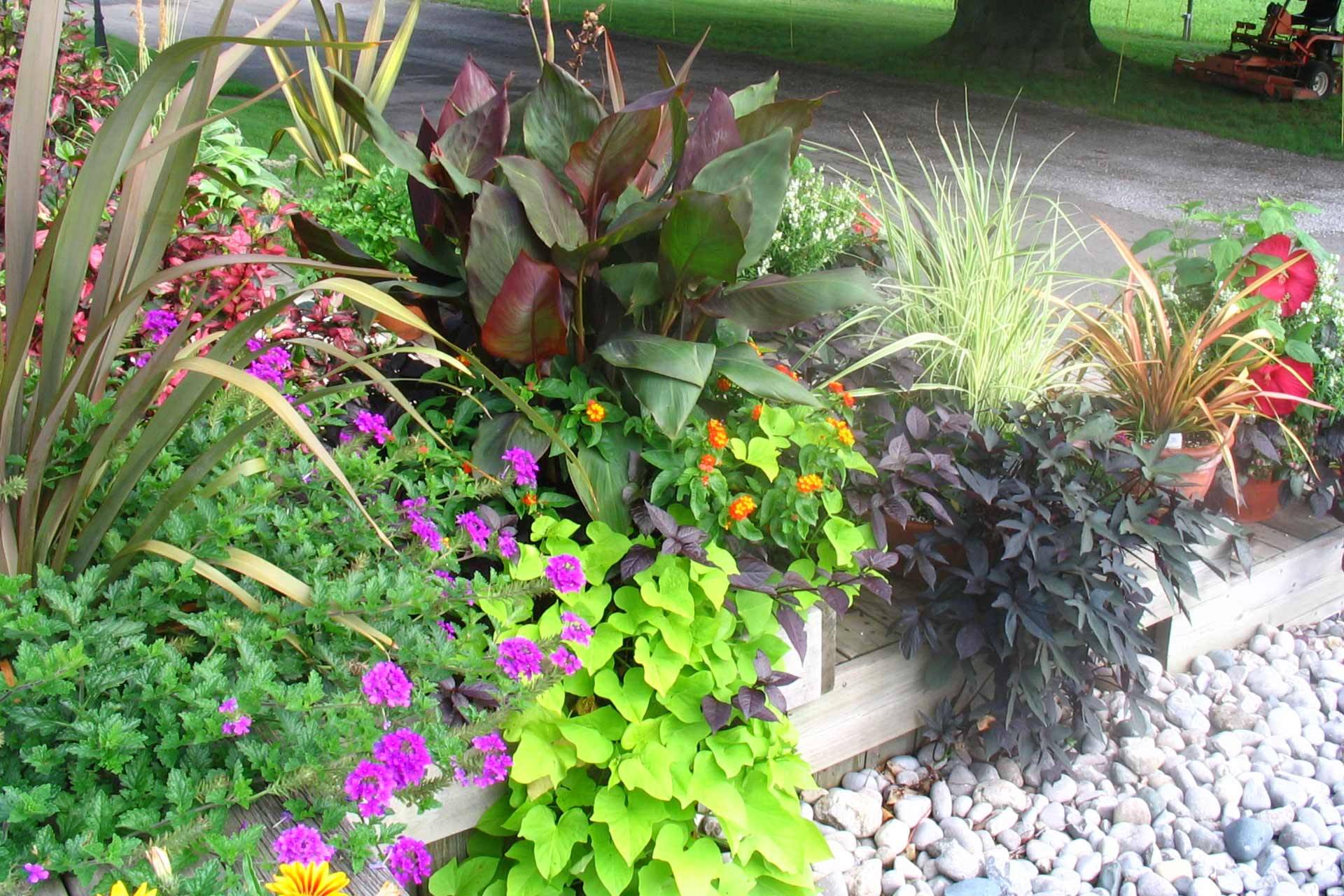 Pin On Gardening For Beginners