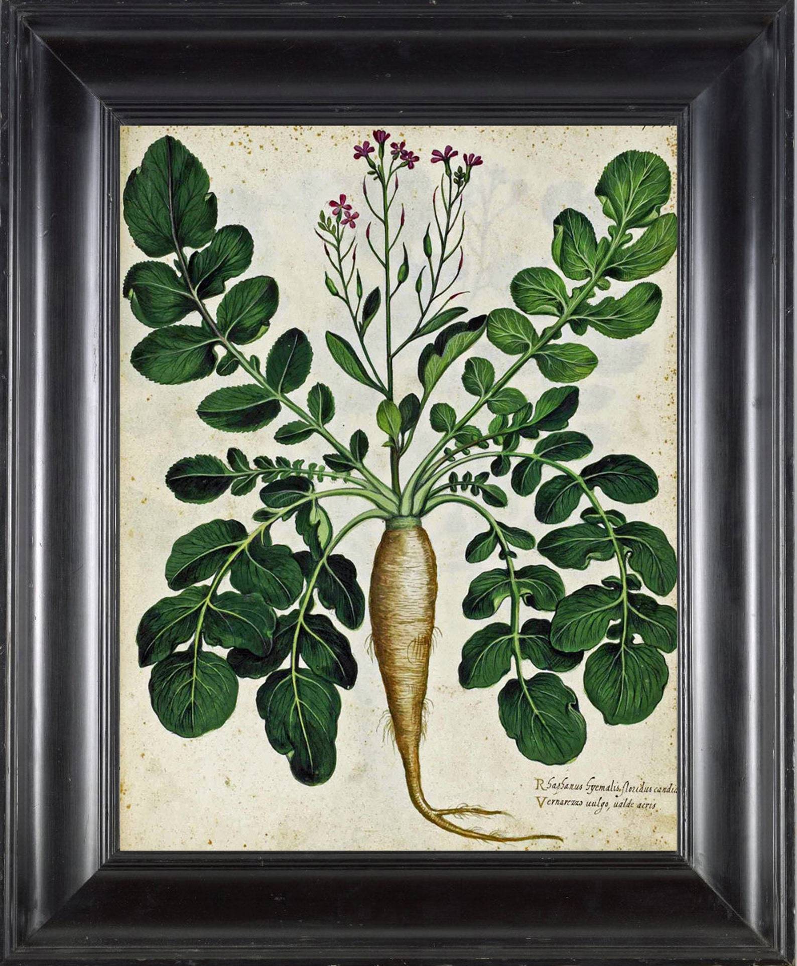Italian Vegetable Garden X Botanical Print Aldrovandi Vintage