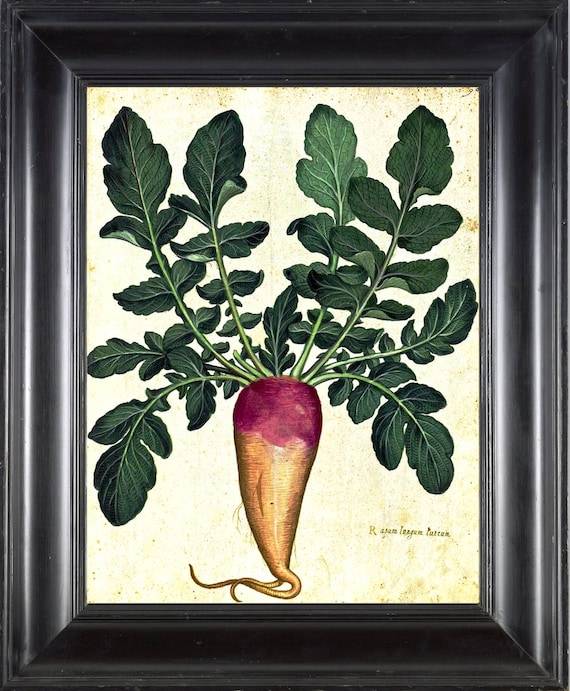 Italian Vegetable Garden Aldrovandi