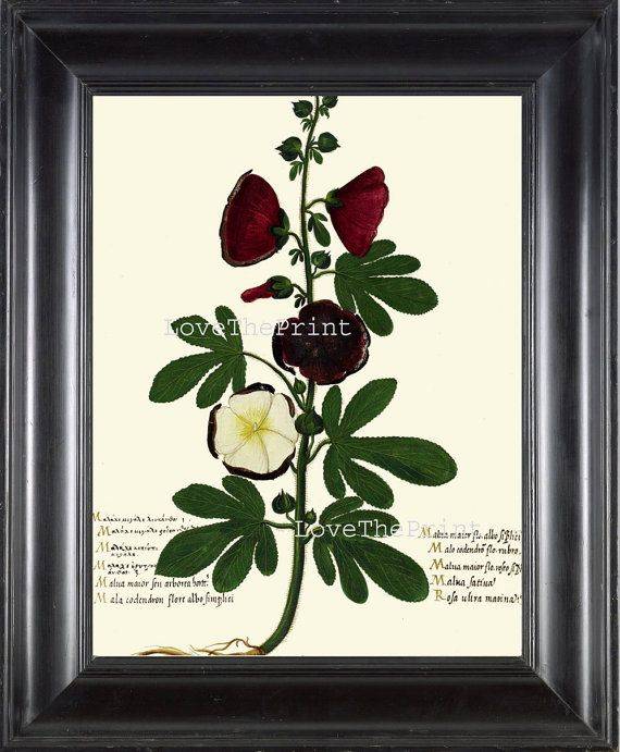 Italian Vegetable Garden Aldrovandi Art Print Botanical