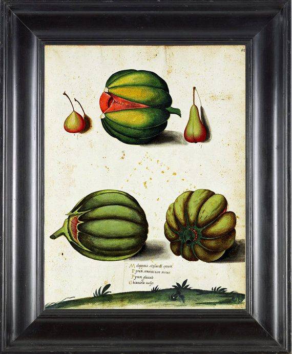 Italian Vegetable Garden Aldrovandi Art Print Botanical