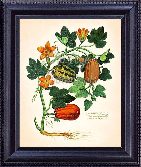 Italian Vegetable Garden Aldrovandi Botanical Art Print