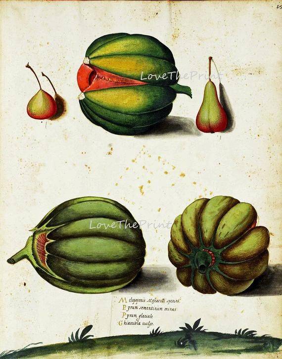Italian Vegetable Garden Aldrovandi Botanical Art Print