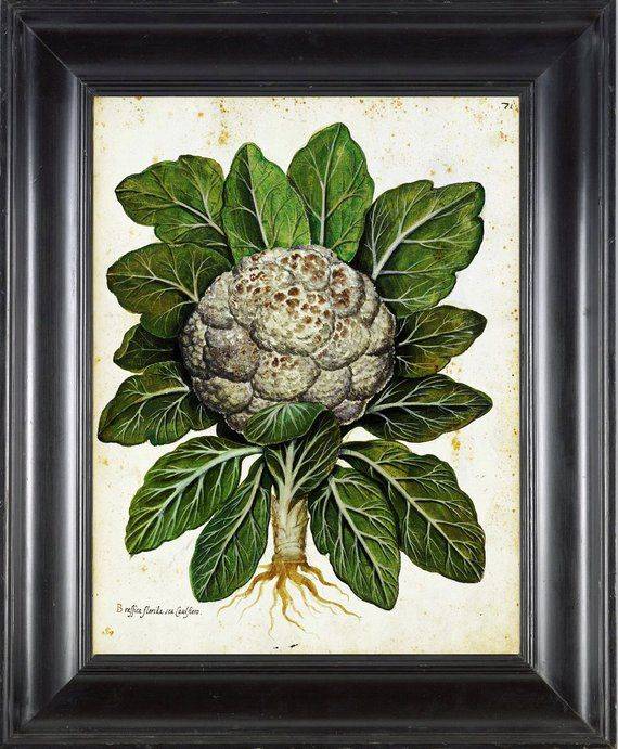Italian Vegetable Garden Aldrovandi Botanical Art Print