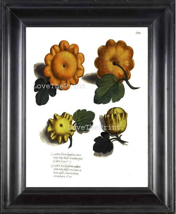 Italian Vegetable Garden Aldrovandi Botanical Art Print