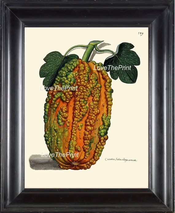 Italian Vegetable Garden Aldrovandi Botanical Art Print
