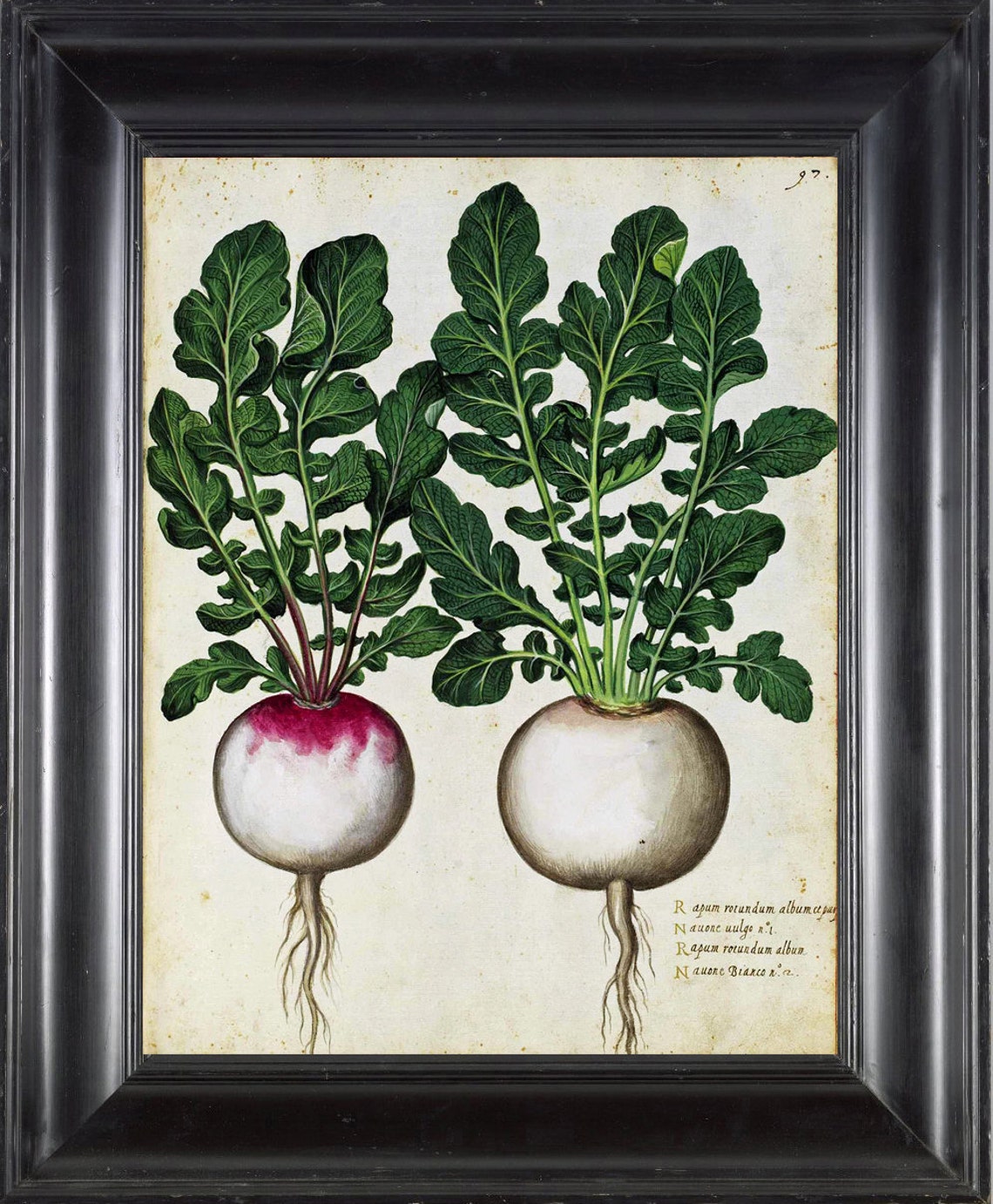 Italian Vegetable Print Garden Aldrovandi Wallart Print