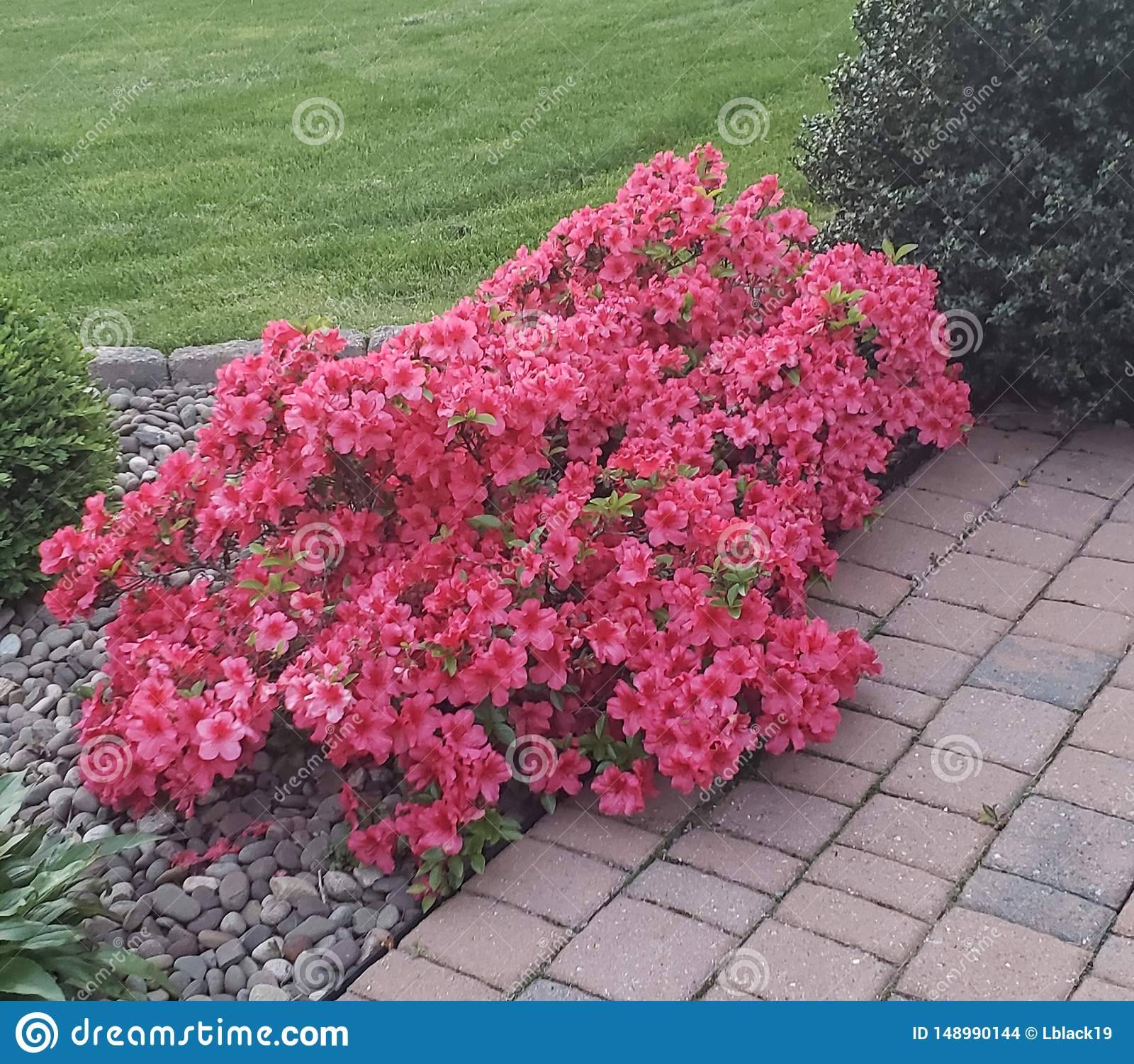 Azalea Garden Stock Foto
