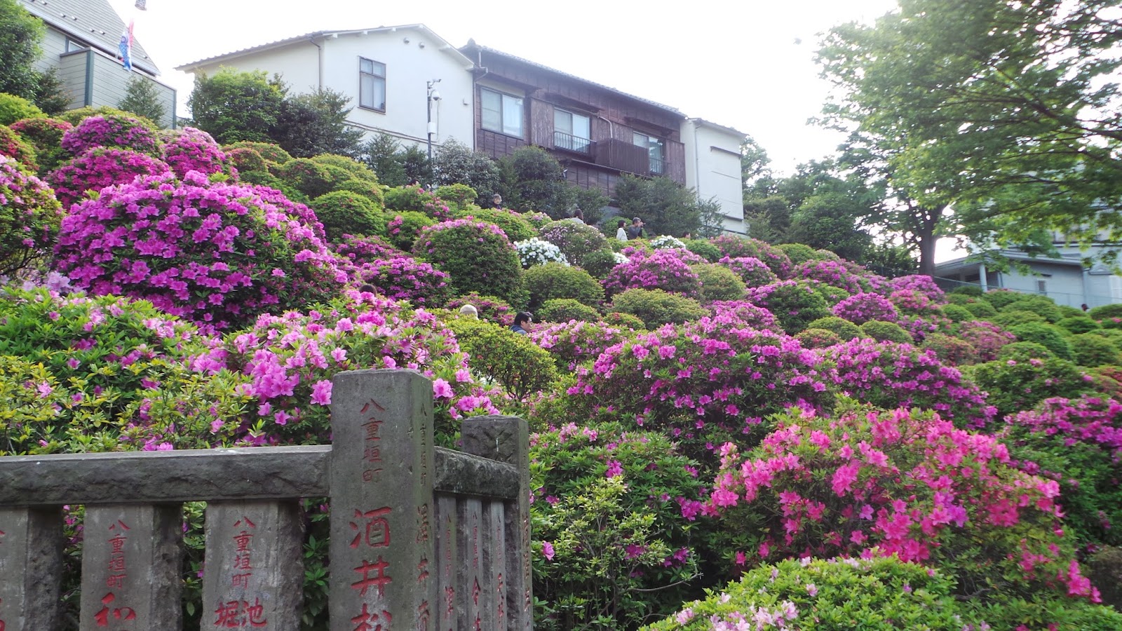 Azalea Garden Stock Foto