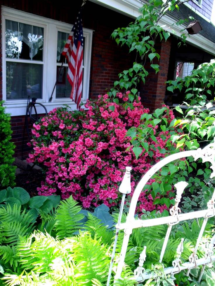 Azalea How To Care And Wonderful Ideas For Home And Garden