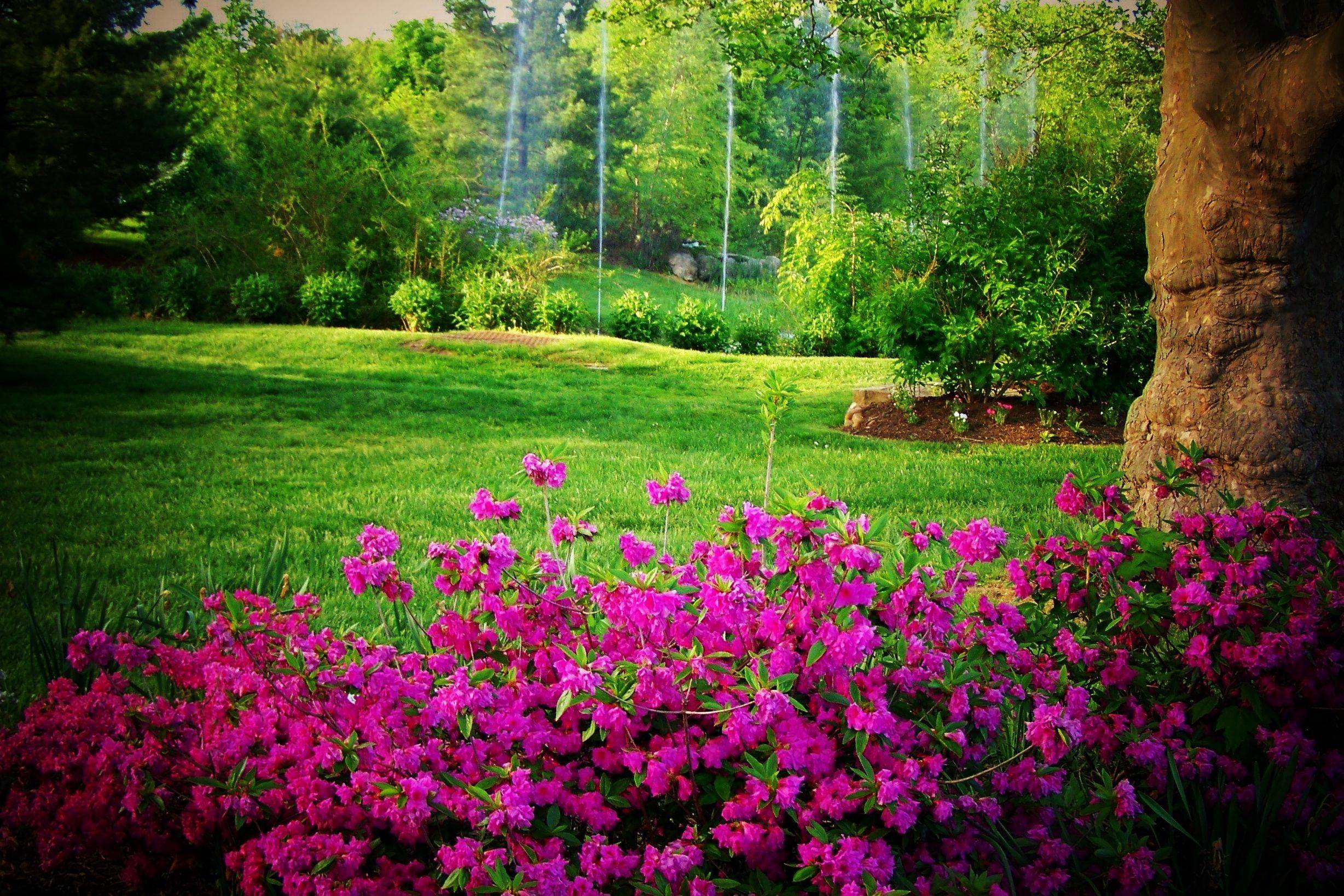 Azalea How To Care And Wonderful Ideas For Home And Garden