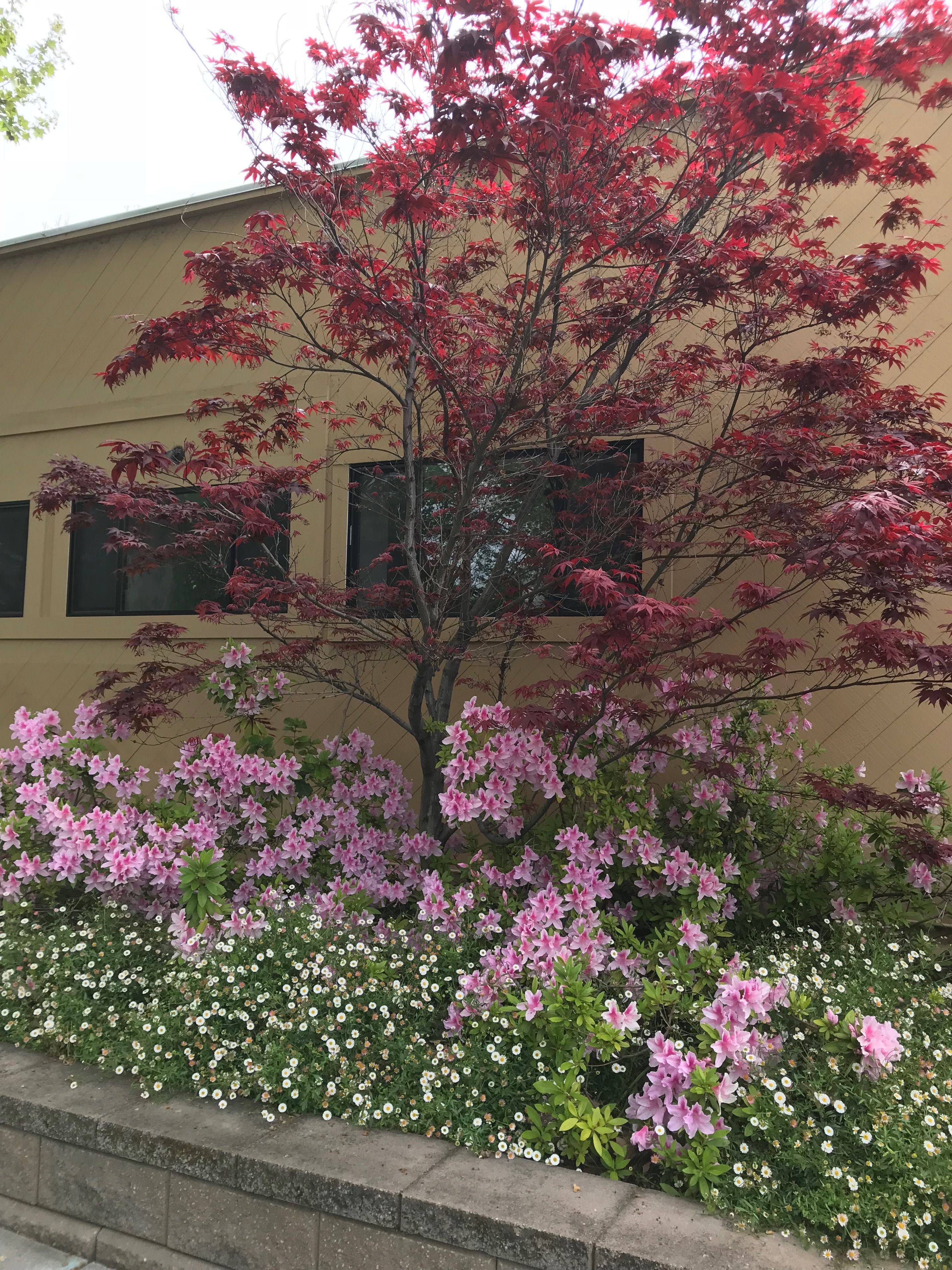 Azalea How To Care And Wonderful Ideas For Home And Garden