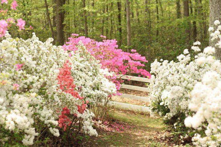 Azalea Time Sayen Gardens