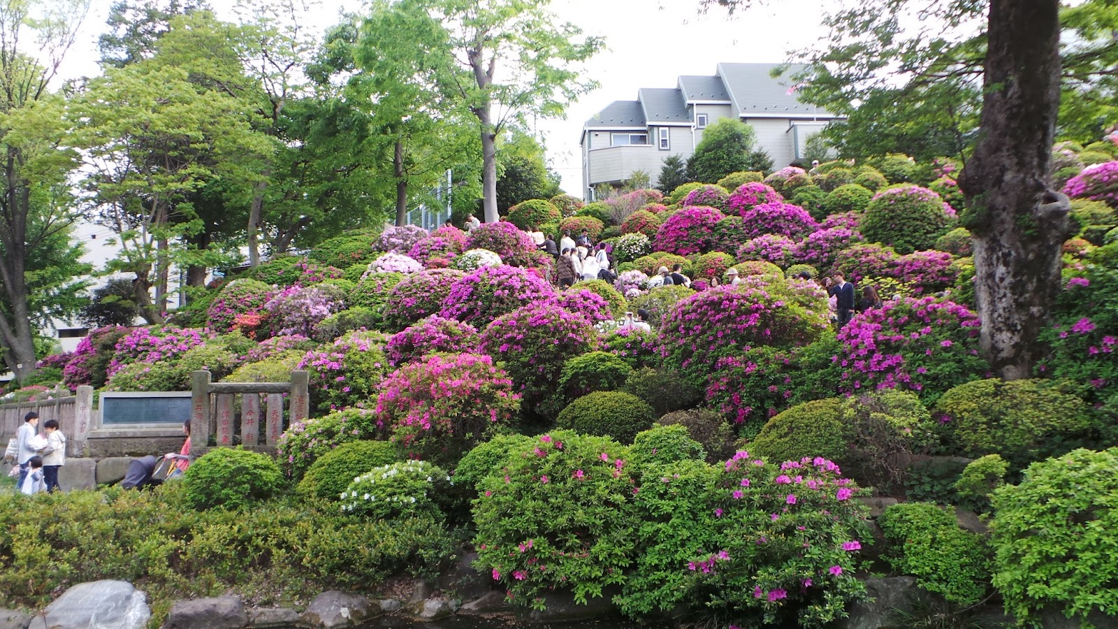 Azaleas Famous Gardens