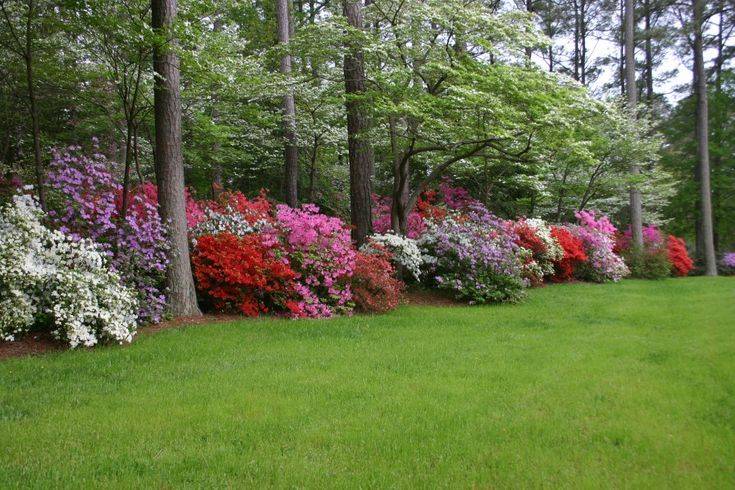 Azaleas Front Yard