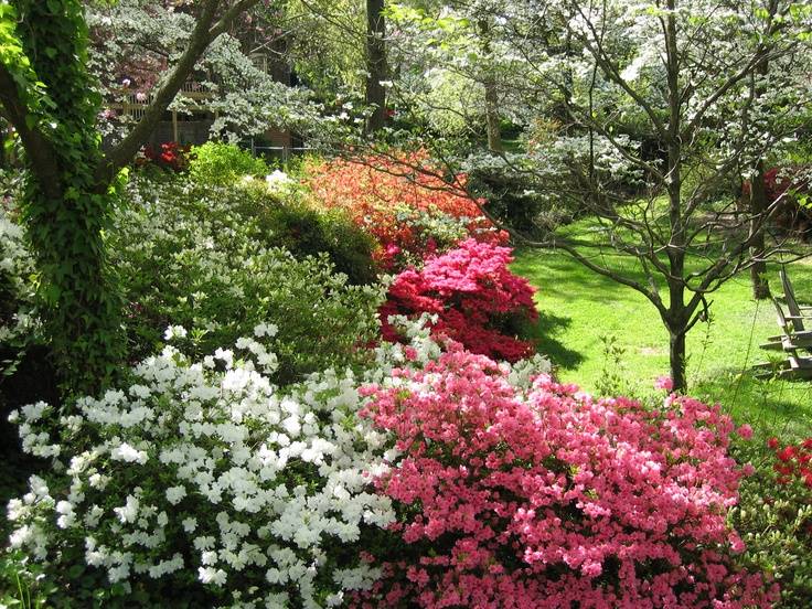 My Beautiful Azaleas Stock Photo