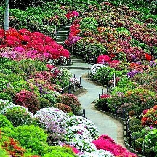 The Front Gardens