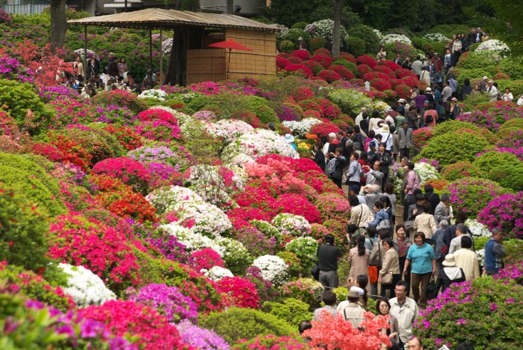 Our Own Azalea Festival Azalea Festival