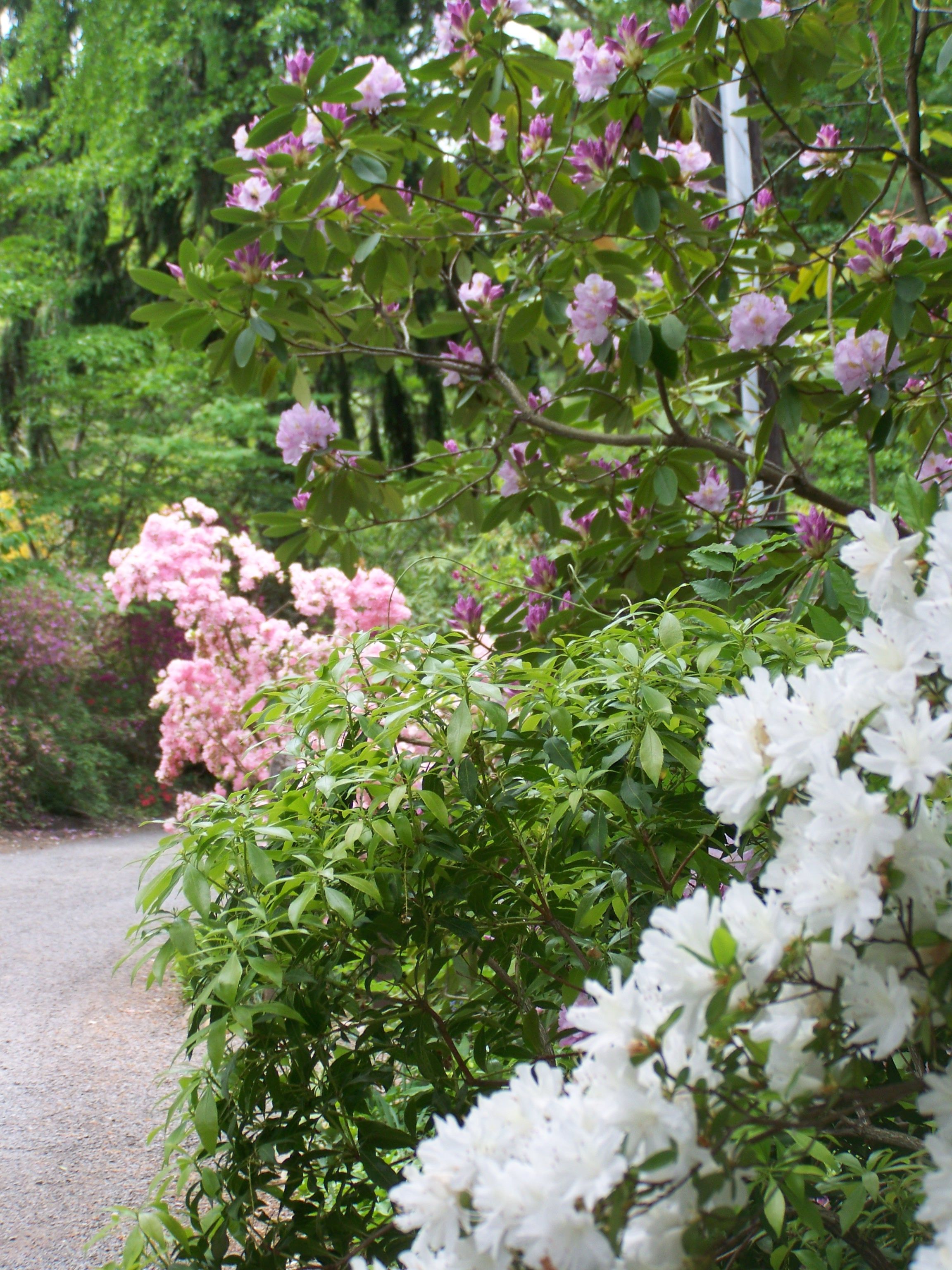 Evening Place Gardens Dream Garden