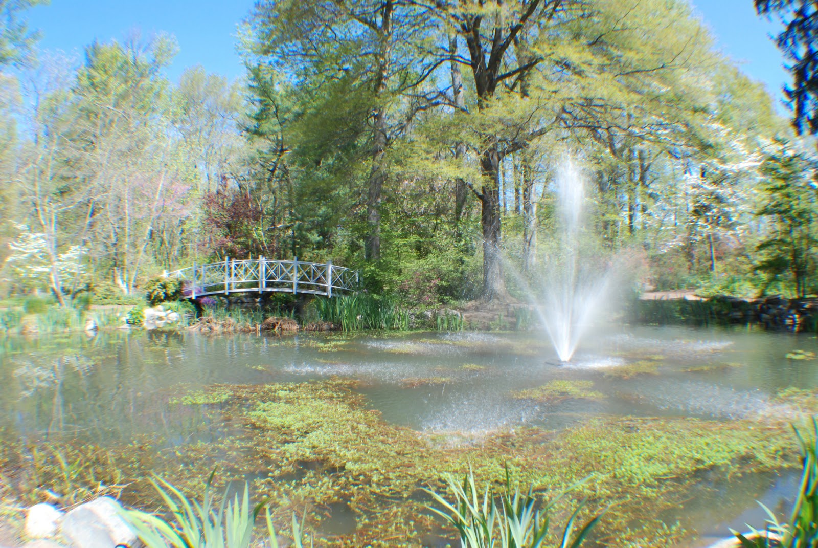 Sayen Gardens Hamilton Nj Sayen Gardens