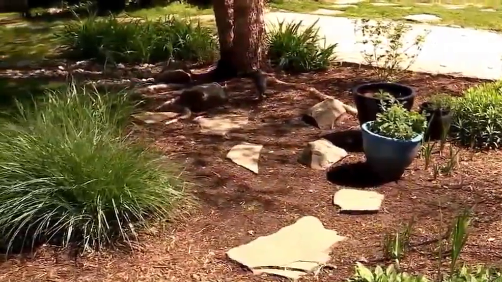 Brilliant Diy Rain Garden Ideas