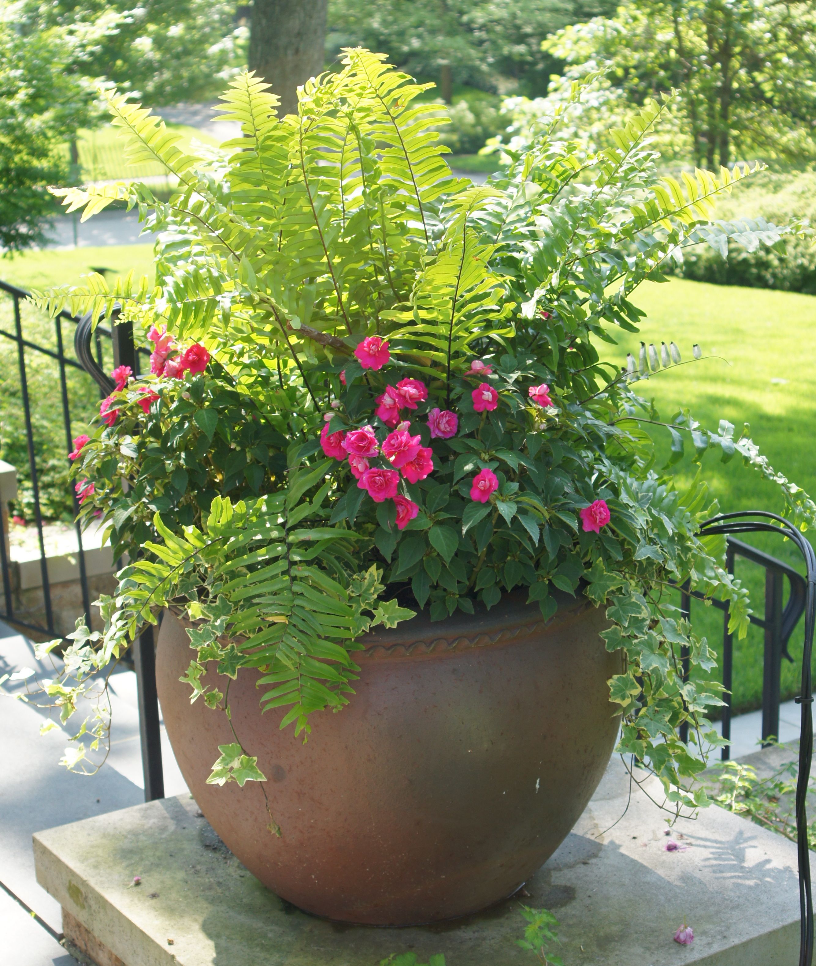 Saucer Pack Large Terra Cotta Plant