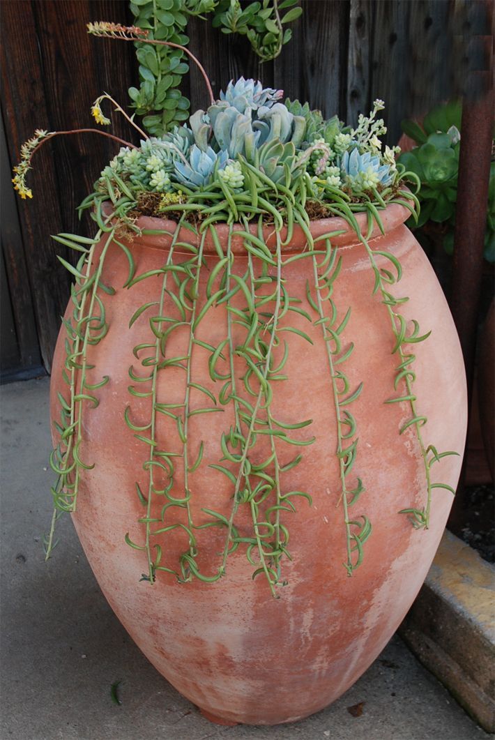 Terra Cotta Clay Pots
