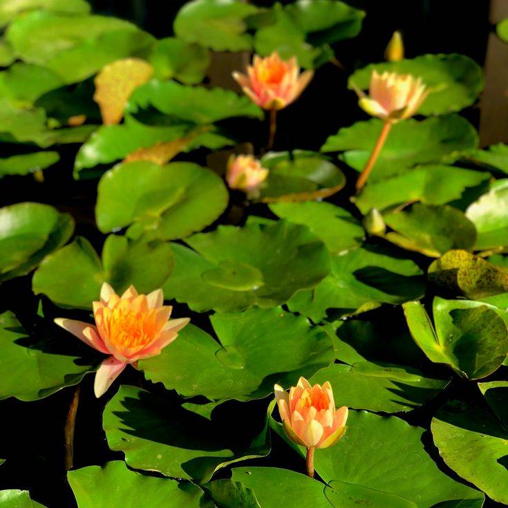 Beautiful Italian Water Gardens