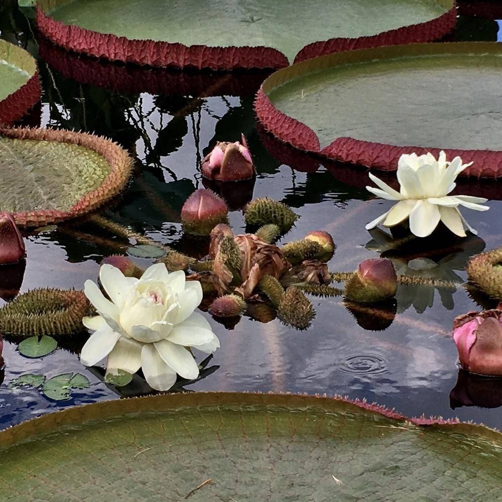 Longwood Gardens Water Lilies