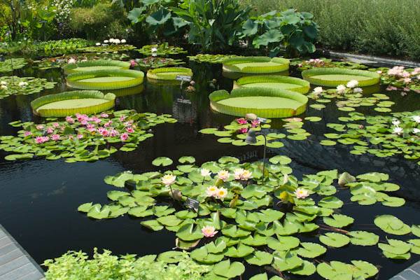 Giant Waterlilies