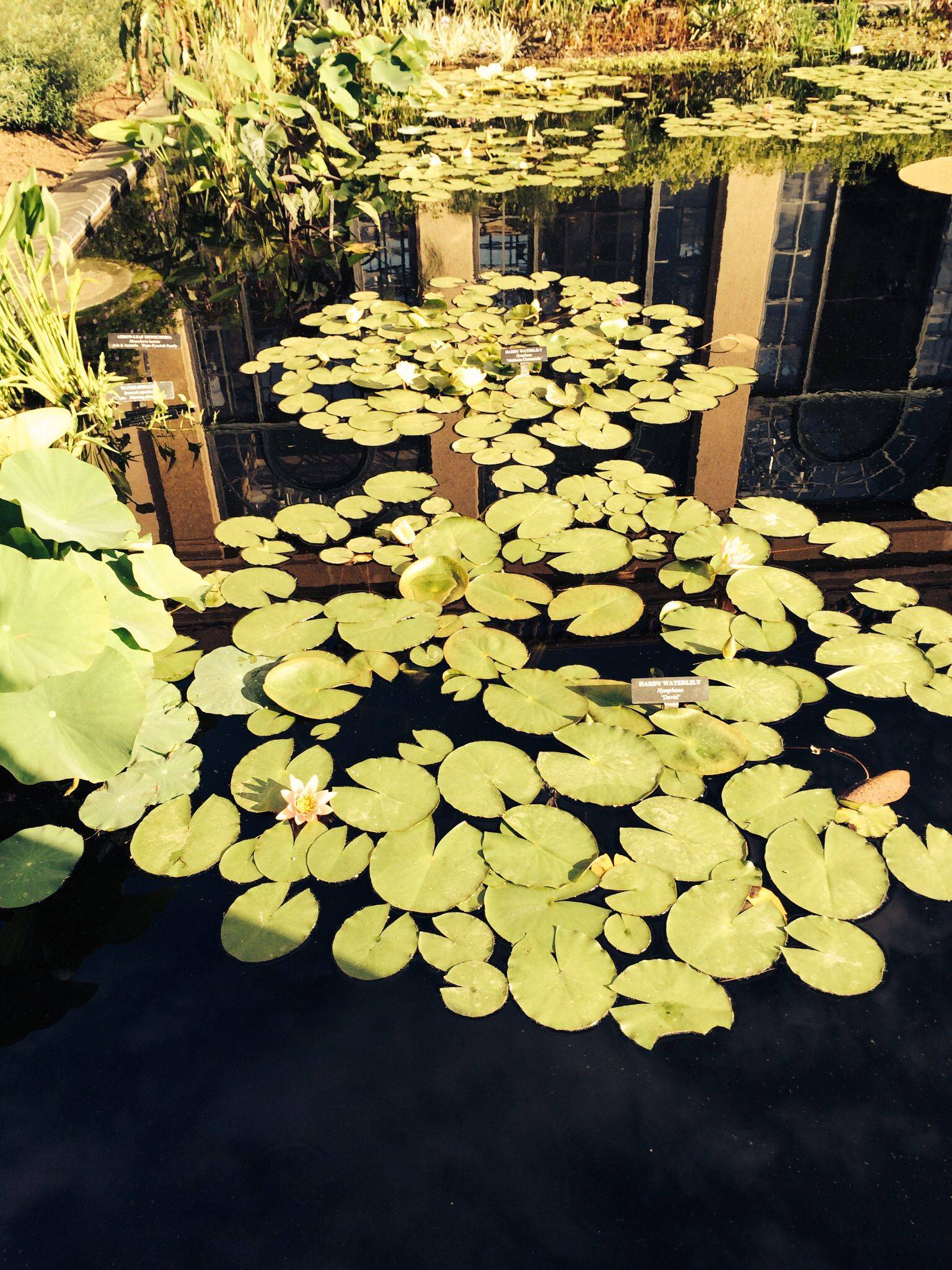 Longwood Garden Lily Pond Water Lilies