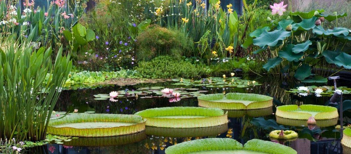 Aquatic Plant Design