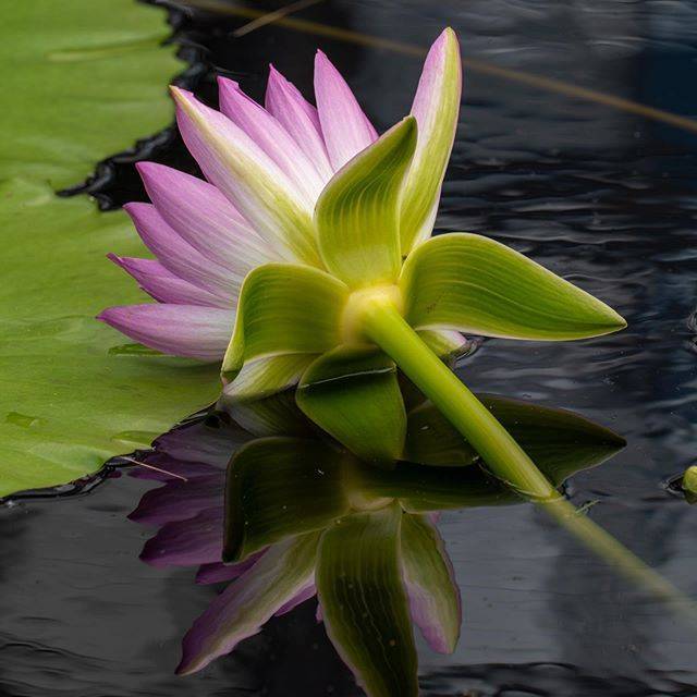 Longwood Gardens Water Lilies