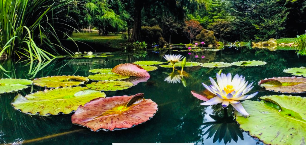 Longwood Gardens Water Lilies