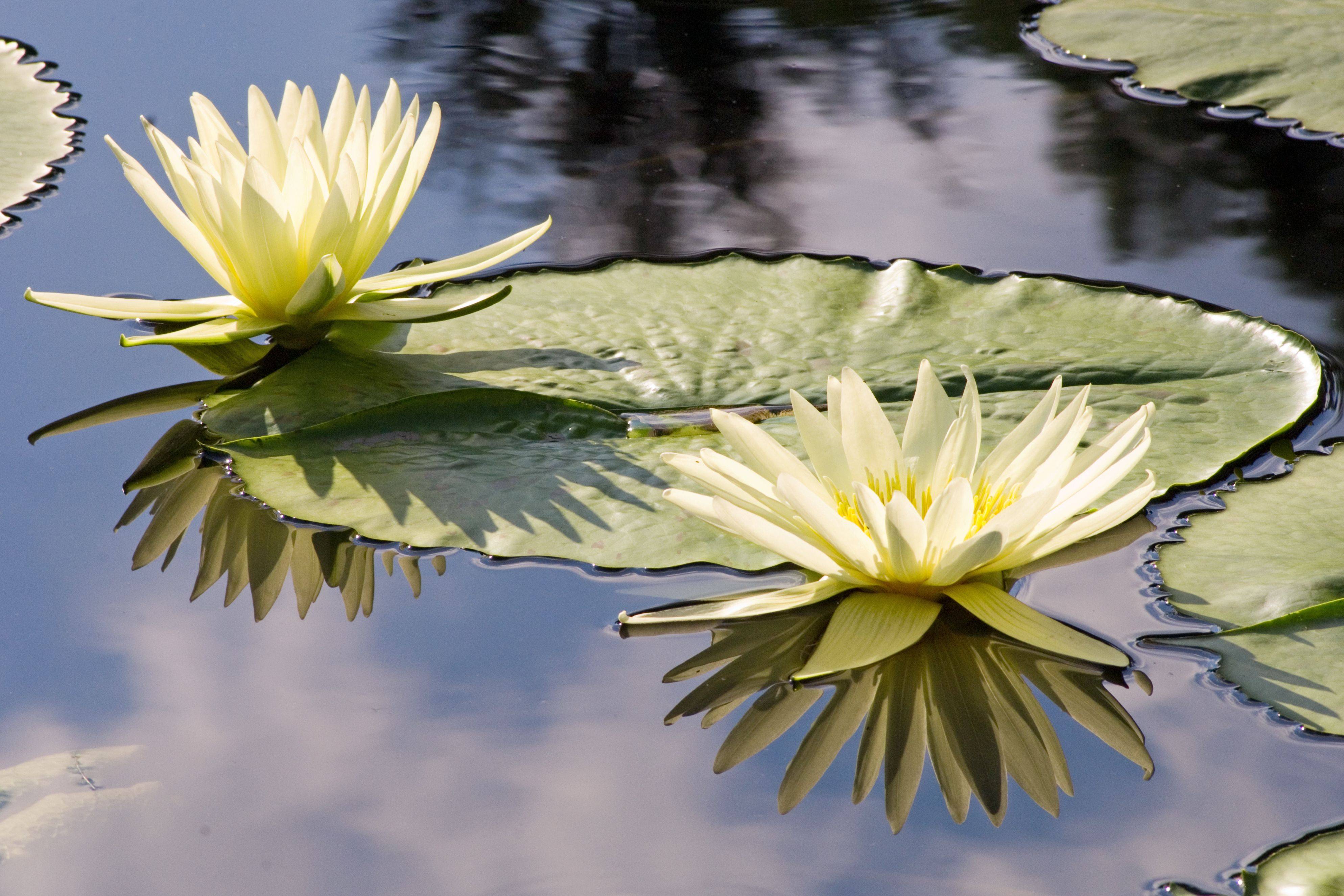 Longwood Natural Pond