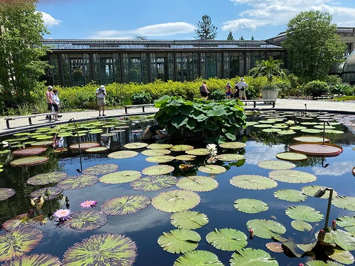 Longwood Gardens Water Lilies