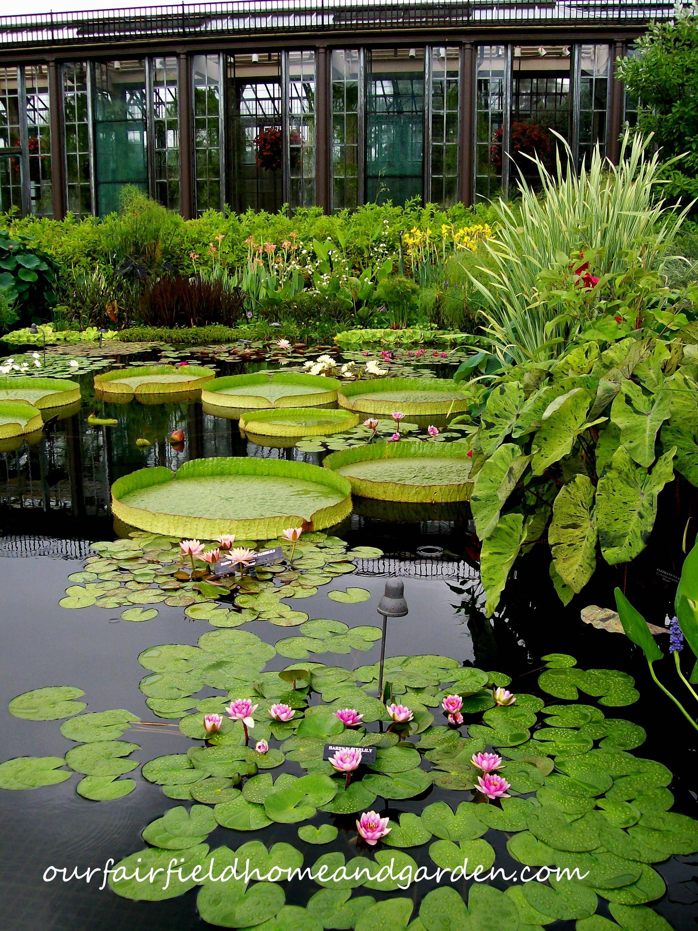 Waterlily Display Longwood Gardens Longwood Gardens