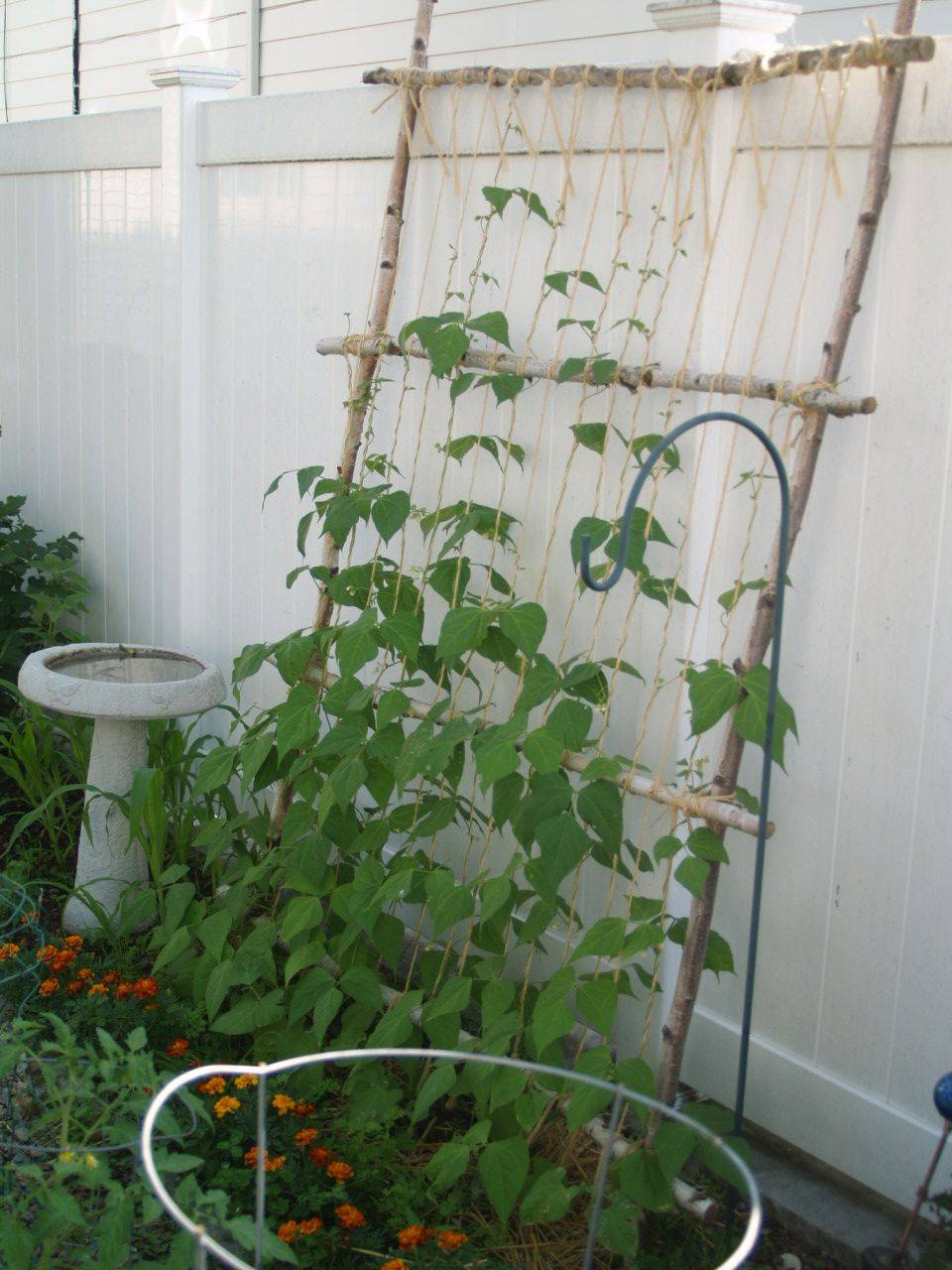 25 Cheap Garden Trellis Ideas To Consider SharonSable