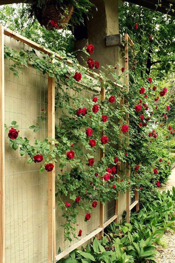 Cool Diy Garden Trellis Ideas Anchordecocom