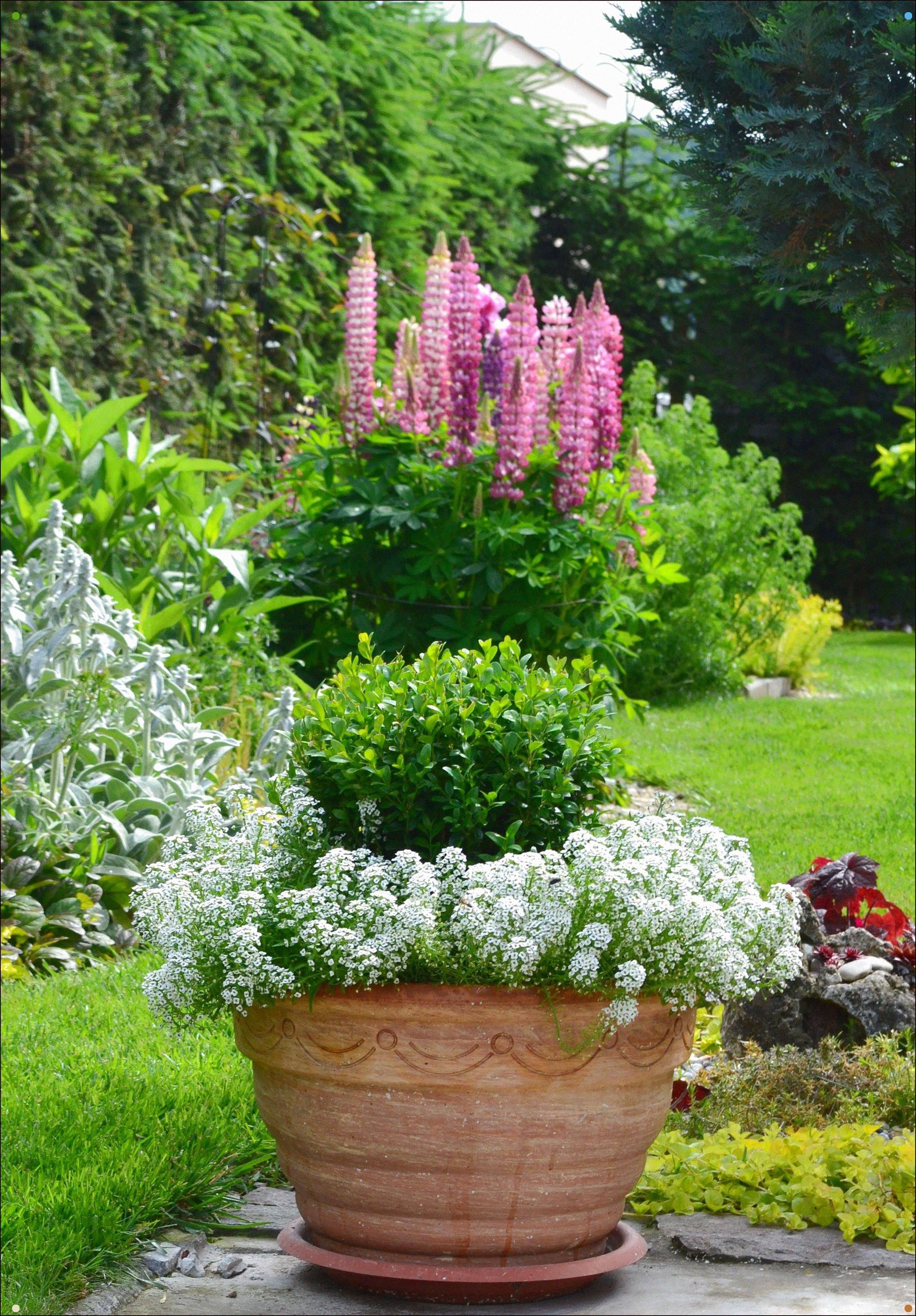 Beautiful Container Garden