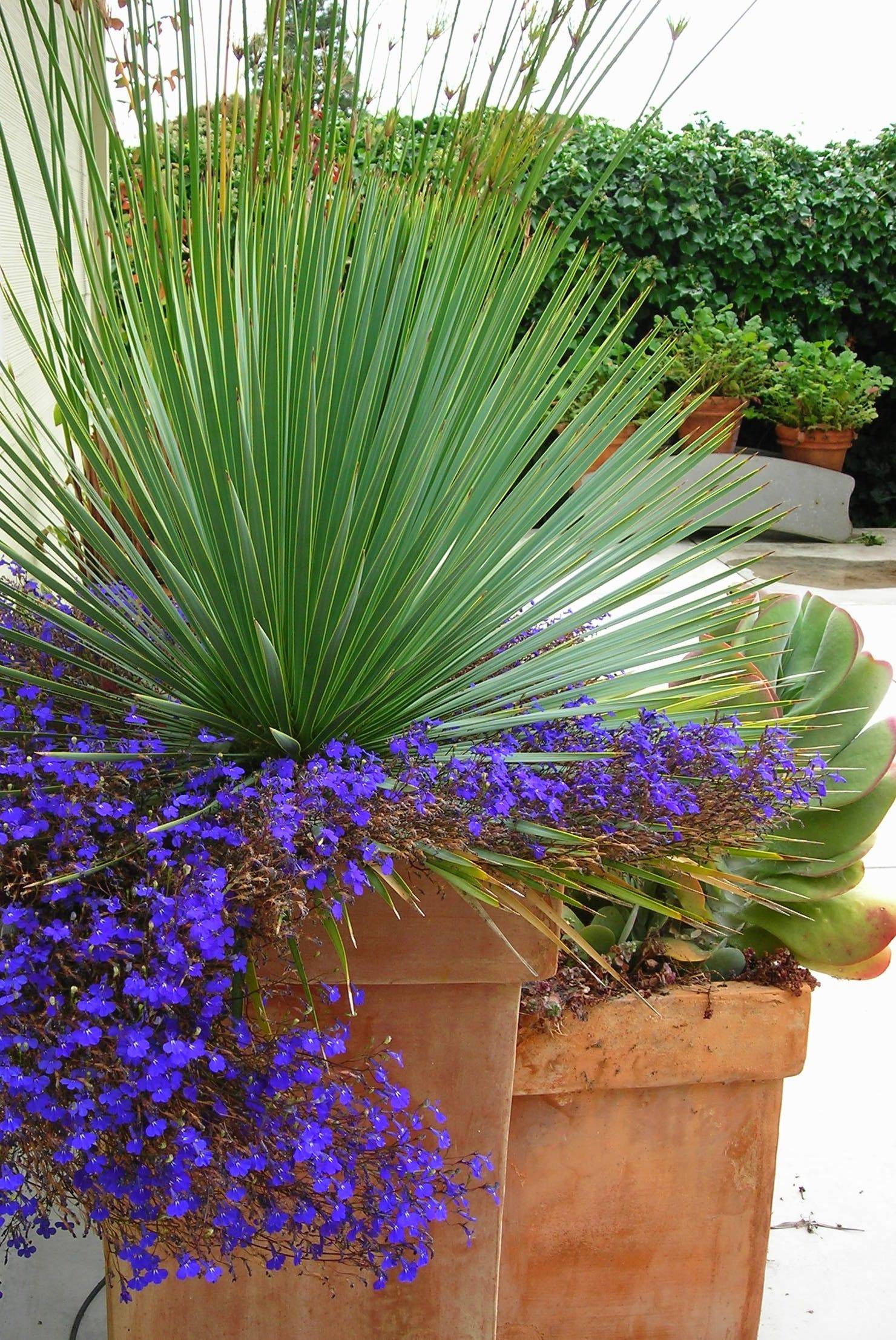 Container Garden Recipe Great Ideas